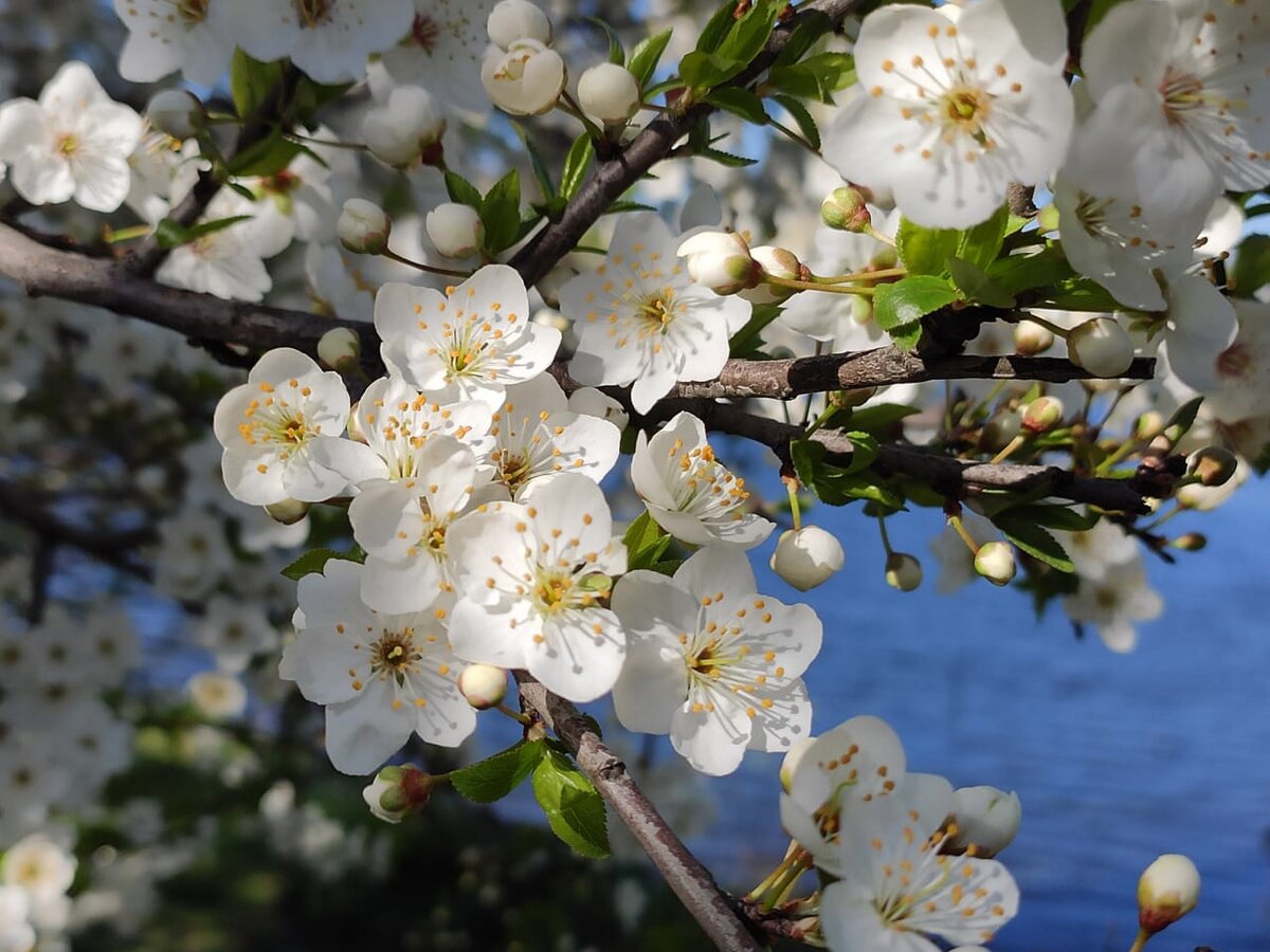 Весеннее цветение.