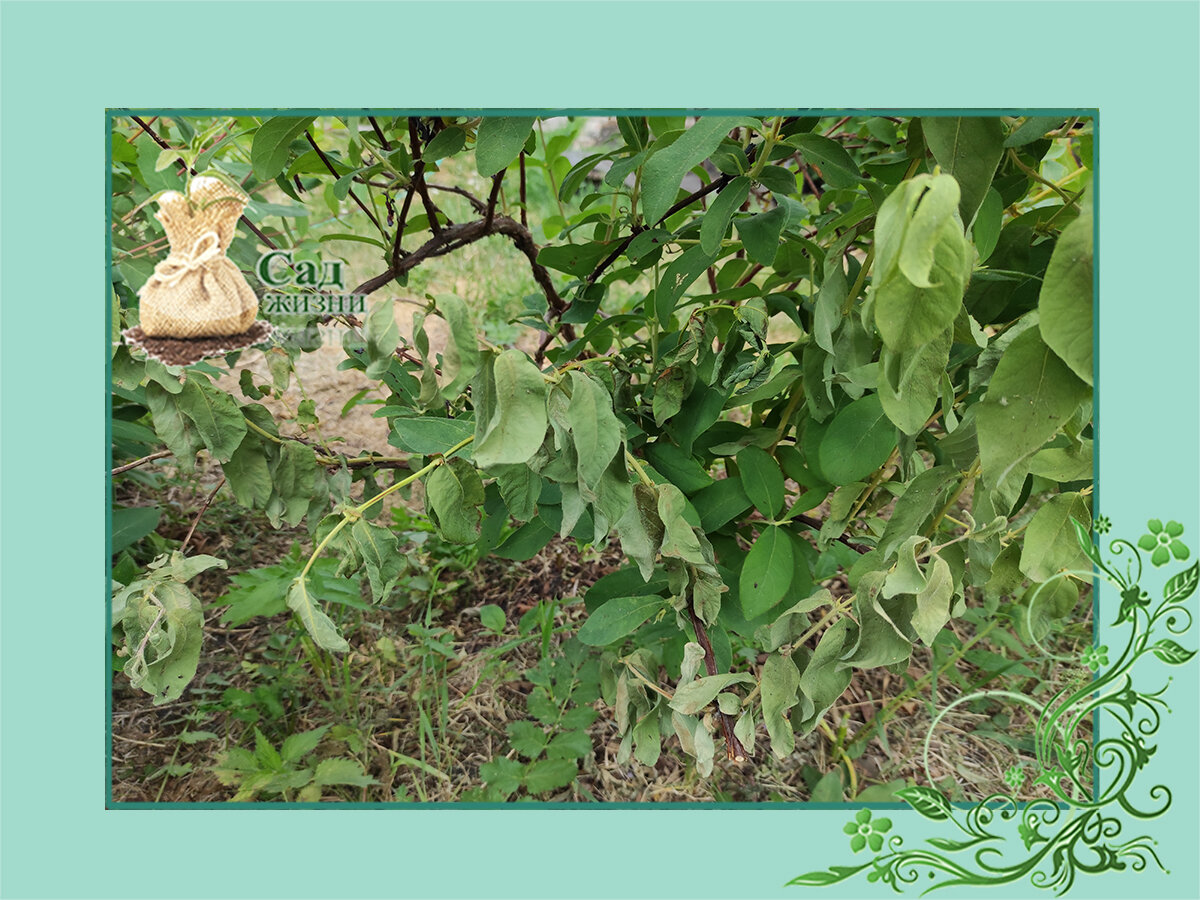 Почему у жимолости сохнут ветви