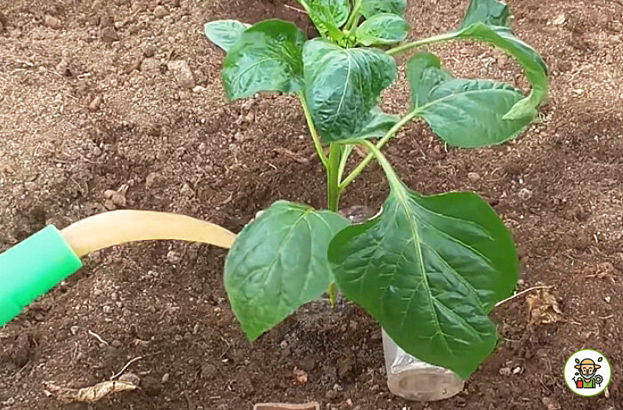 Подкормка перца