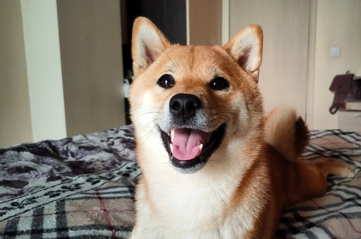 Вот такая она собака-улыбака