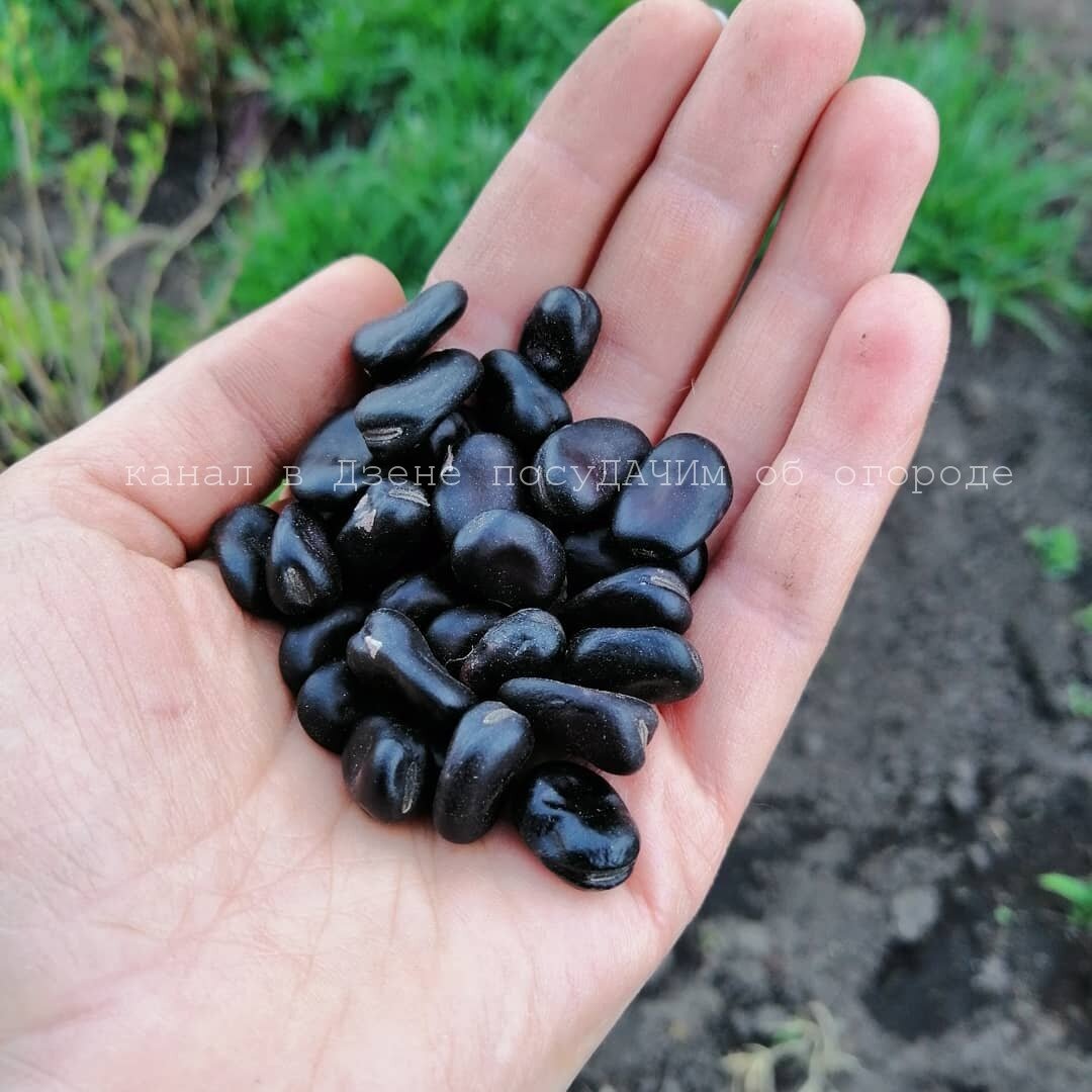Сорт Черные русские