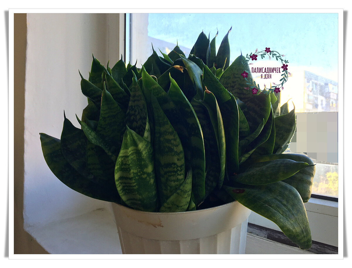 Растение 1. Не знаю название. Кто знает, напишите, пожалуйста, в комментариях. Листайте, пожалуйста. ⏩⏩