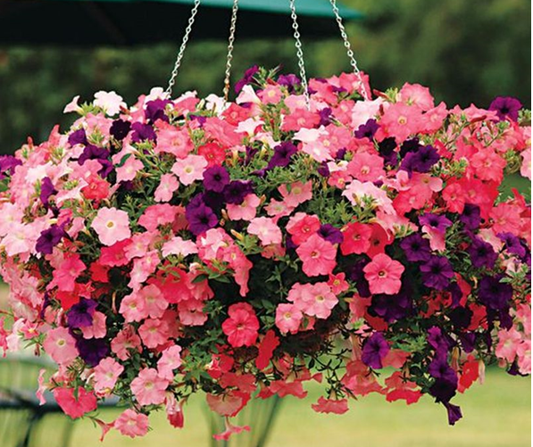 Ампельная петунья в подвесном кашпо. Фото: http://www.rus-dacha.ru/