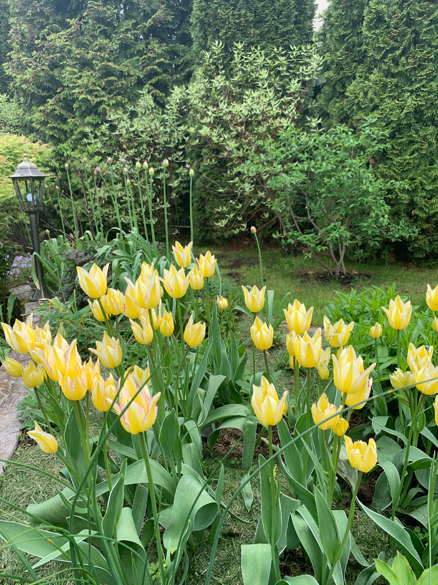 тюльпан желтый Anloinette