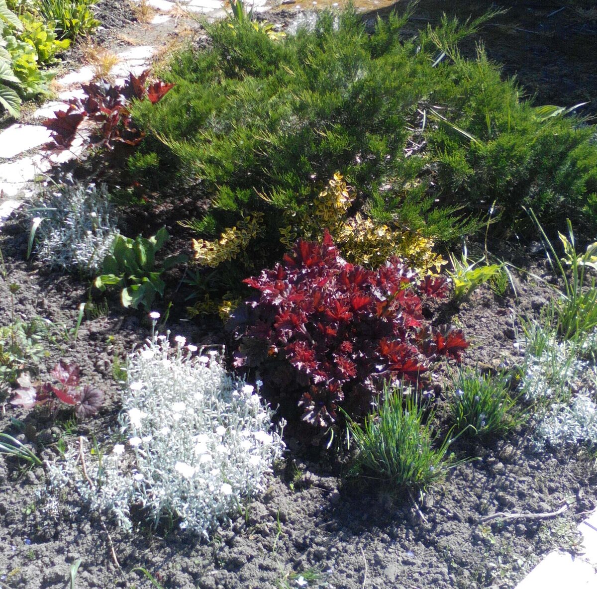 Ясколка войлочная. Начало цветения