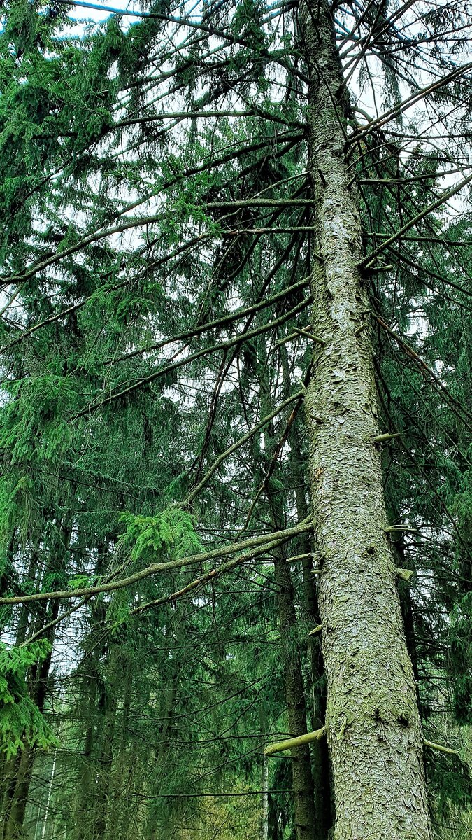 это первые фото сделанные мной на телефон