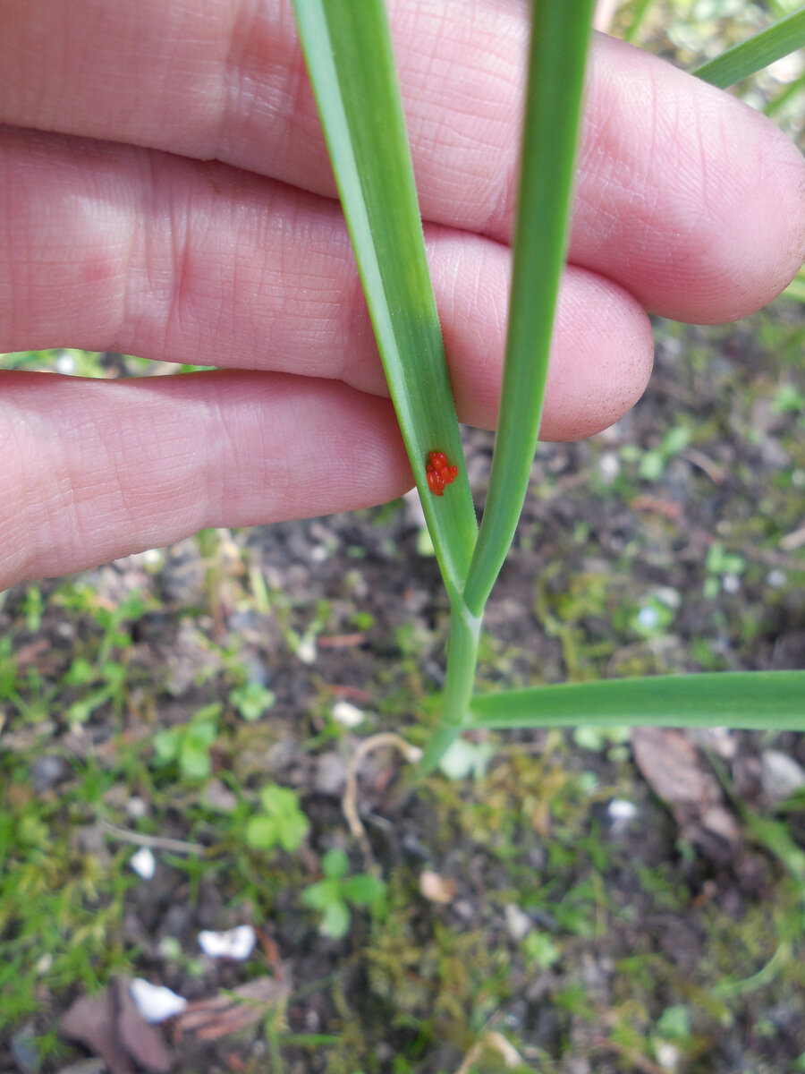 Красная кладка на молодом (из бульбочек-двухлеток) чесноке