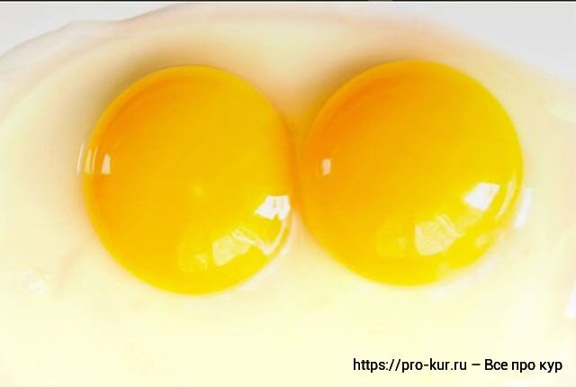 Два желтка примета. Яйцо с двумя желтками. Двухжелтковые яйца в Тверской области. 2 Желтка в одном яйце нормально ли. Какой цыпленок будет если яйцо двухжелтковое.
