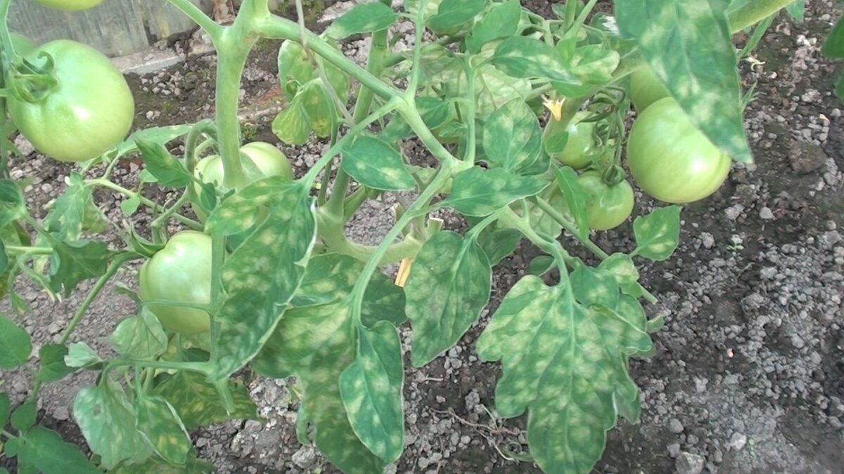 Вредители томатов в теплице + фото