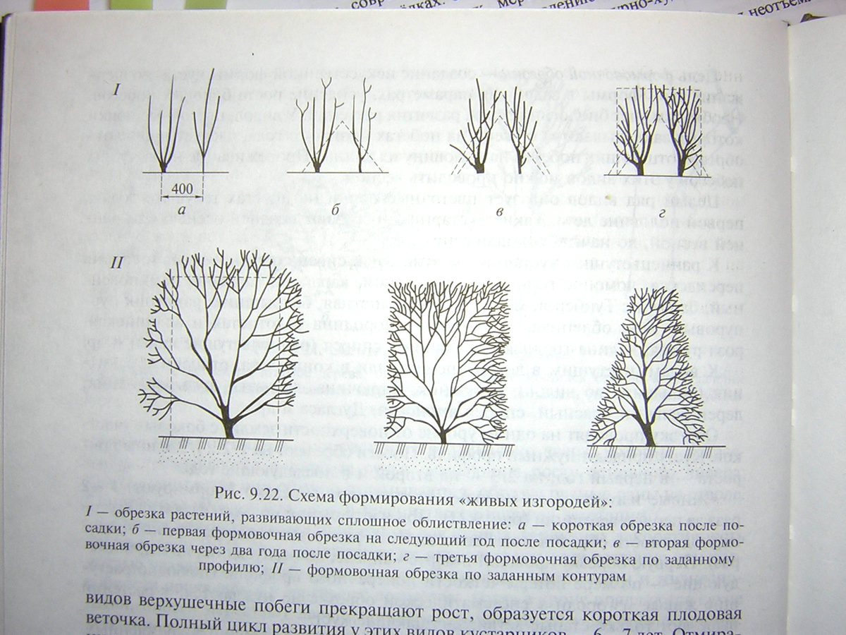 Обрезка живой изгороди схема