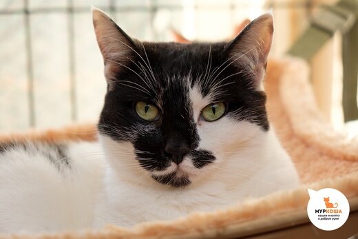 Клякса была подобрана на улице, пока не совсем признаёт человека, но уже не прочь сыграть в игрушки, скажем, погонять игрушечную мышку.