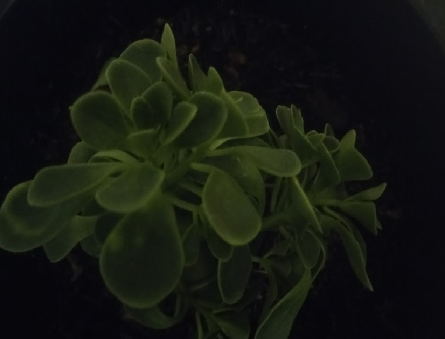 Таким был аихриз