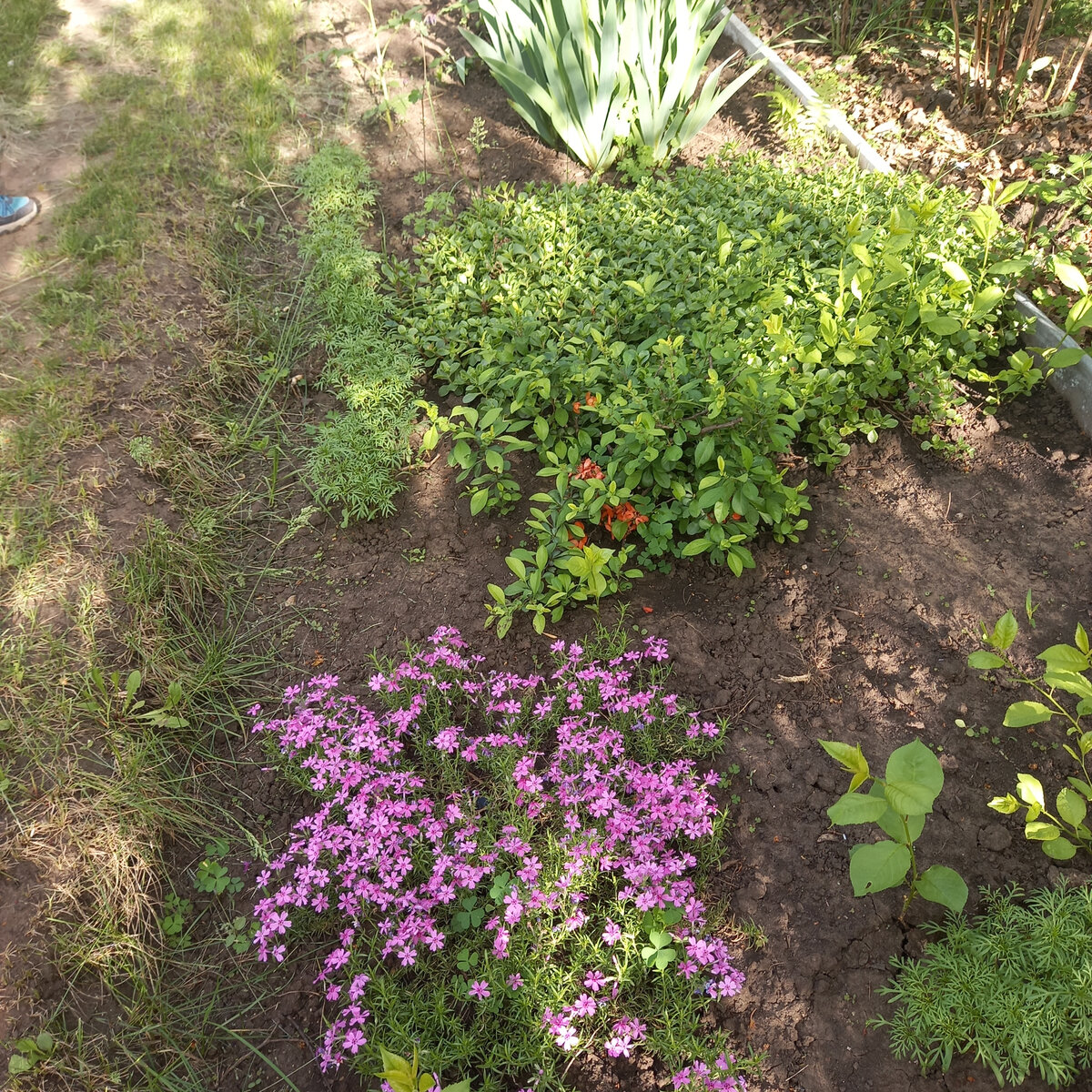 Случайный гость. Фото автора