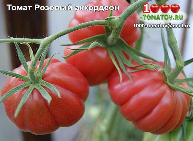 Томат Розовый аккордеон - Pink Accordian фото 1