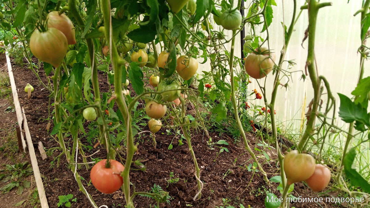 Томатные кусты до обрезки