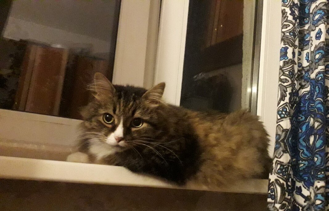 Коша очень боится улицы. Прогулки заменяет сидение на подоконнике у форточки.