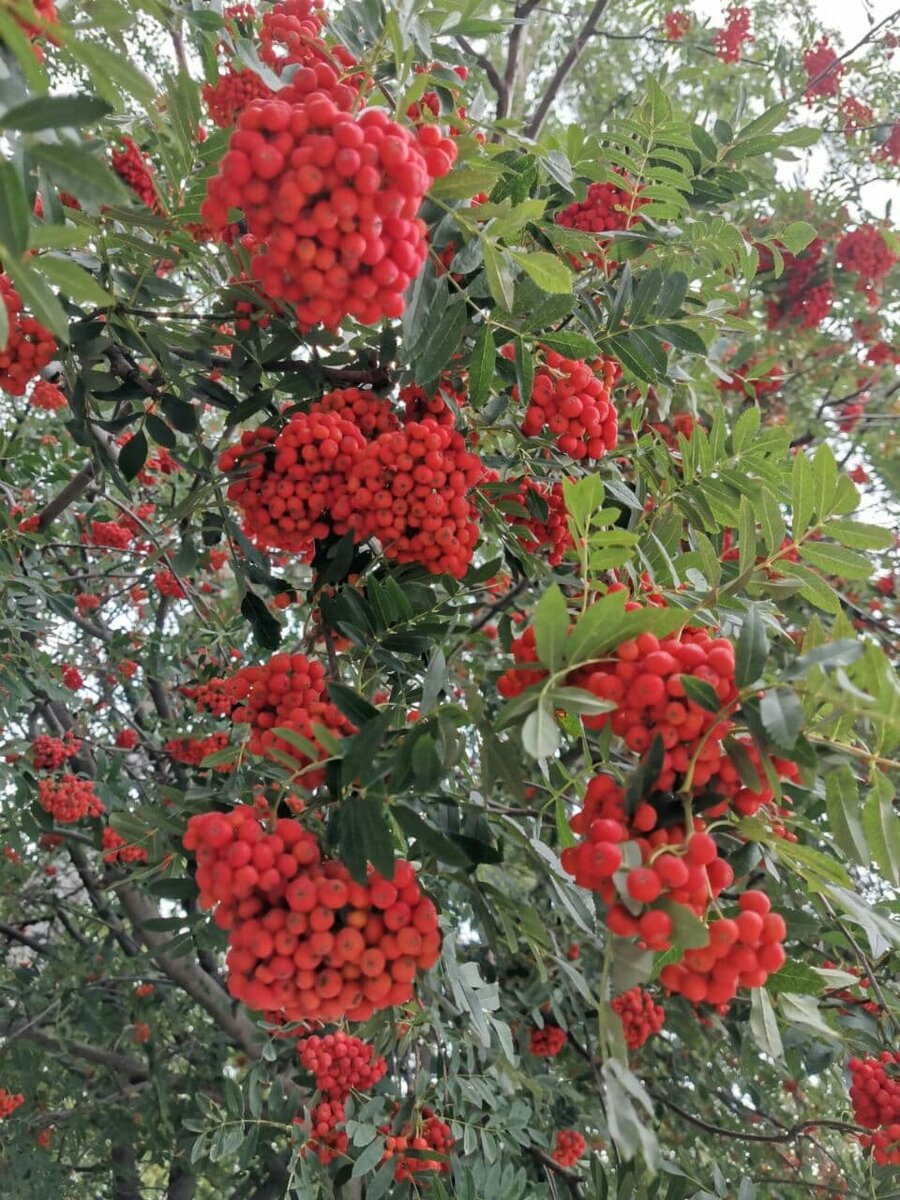 Утренняя рябинка