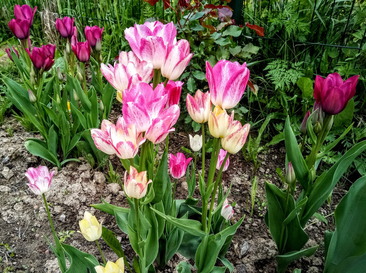 Та же клумба с многоцветковыми тюльпанами (Пепл Букет и Дрим Клаб), розы еще не зацвели, лиатрис только начал завязывать розетку, 31 мая 2021
