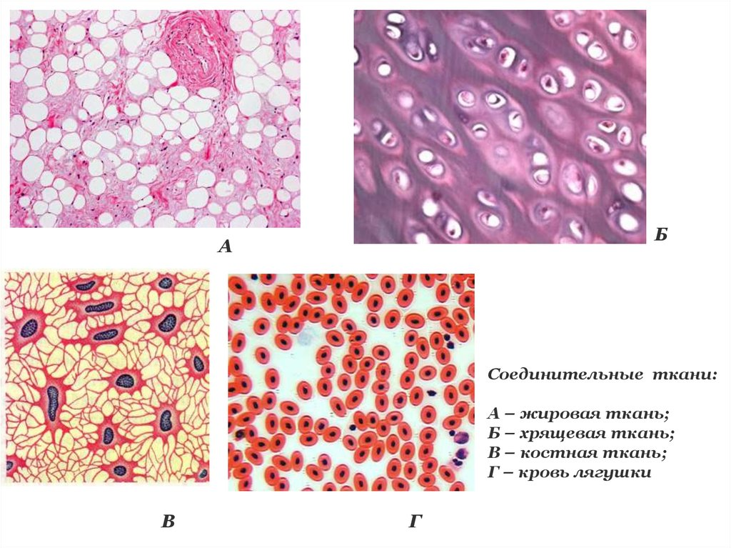 3 соединительные ткани. Строение соединительной ткани животных 7 класс. Соединительная ткань 5 класс. Строение соединительной ткани животных кровь. Соединительная ткань жировая хрящевая.