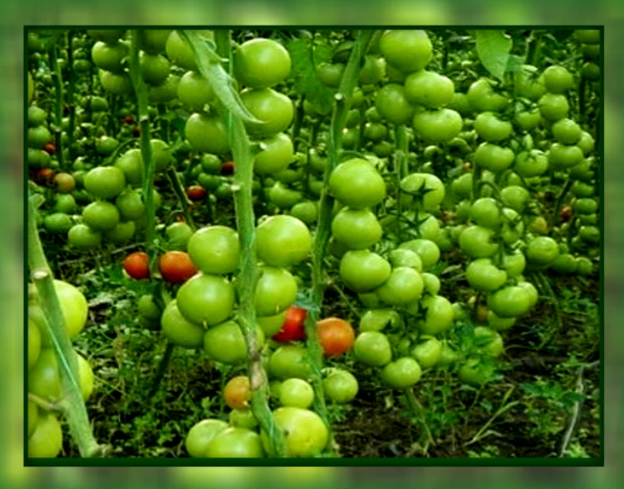 Добавьте описание