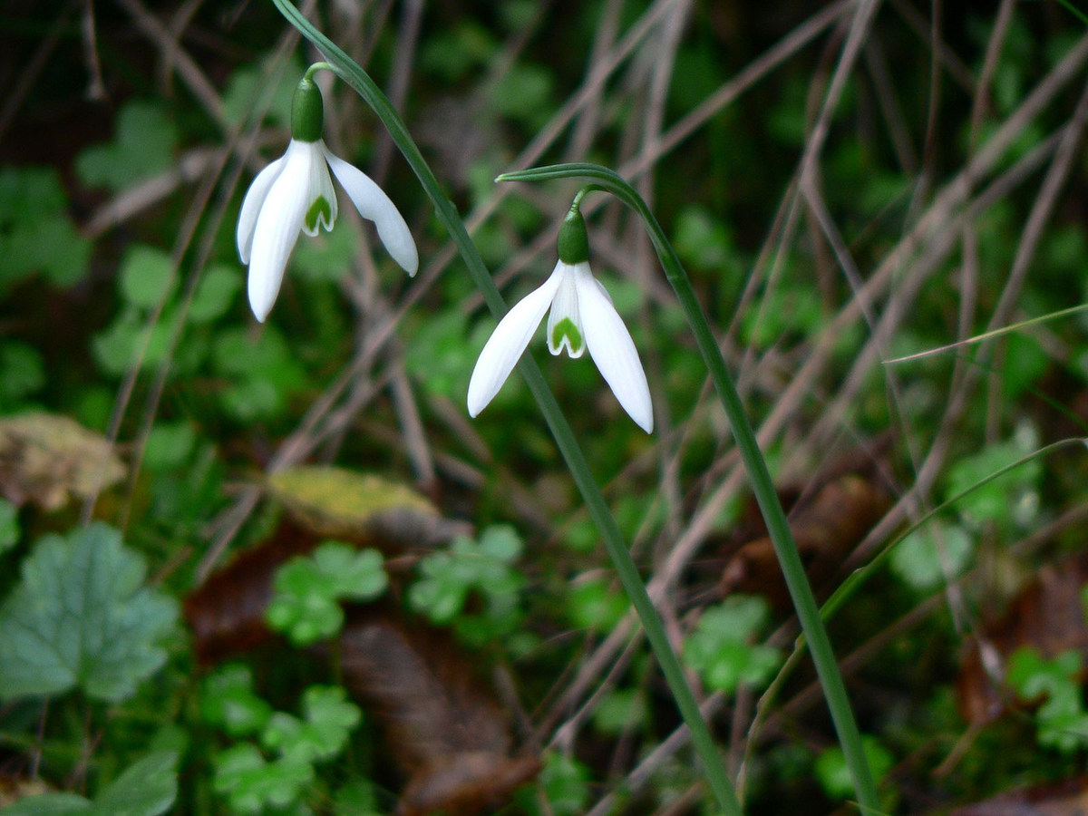 Подснежник Королевы Ольги (лат. Galanthus reginae-olgae) 