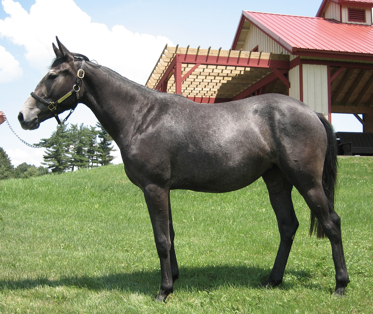 Источник фото: onlineequine.com