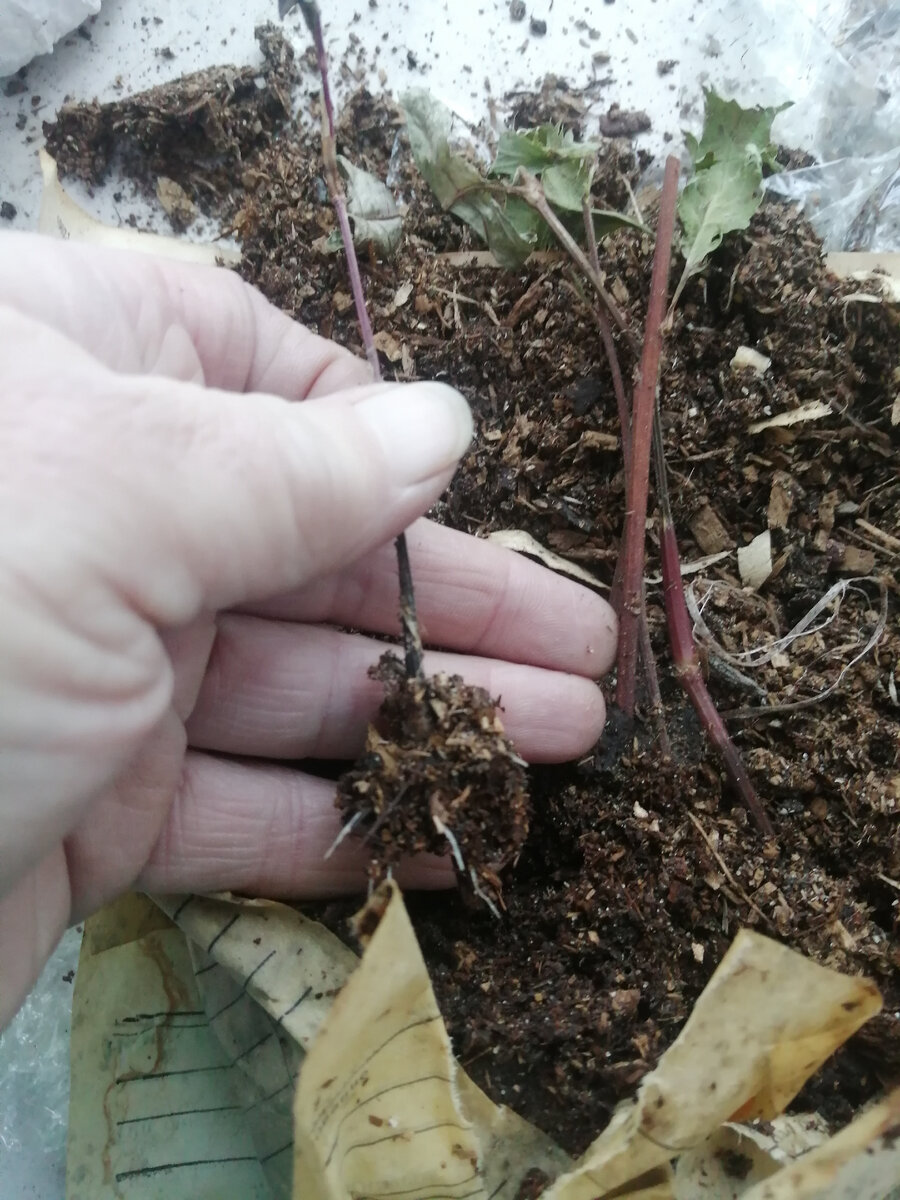 Черенок горца, воткнутый в рулетик в начале сентября. Переживший балконное существование до ноября.