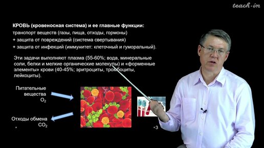 Дубынин В. А. - 100 часов школьной биологии - 1.4. Кровь: плазма, эритроциты, тромбоциты