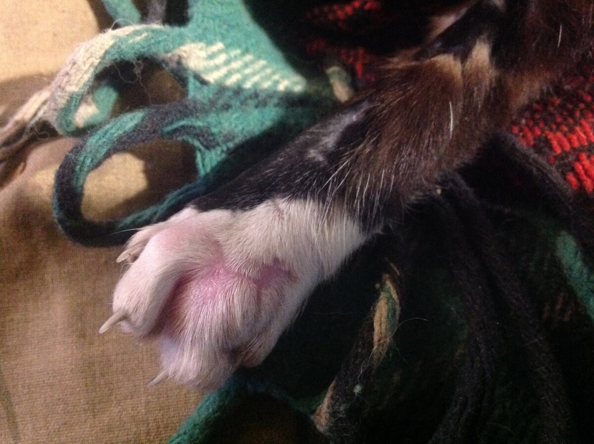 Лапка сейчас