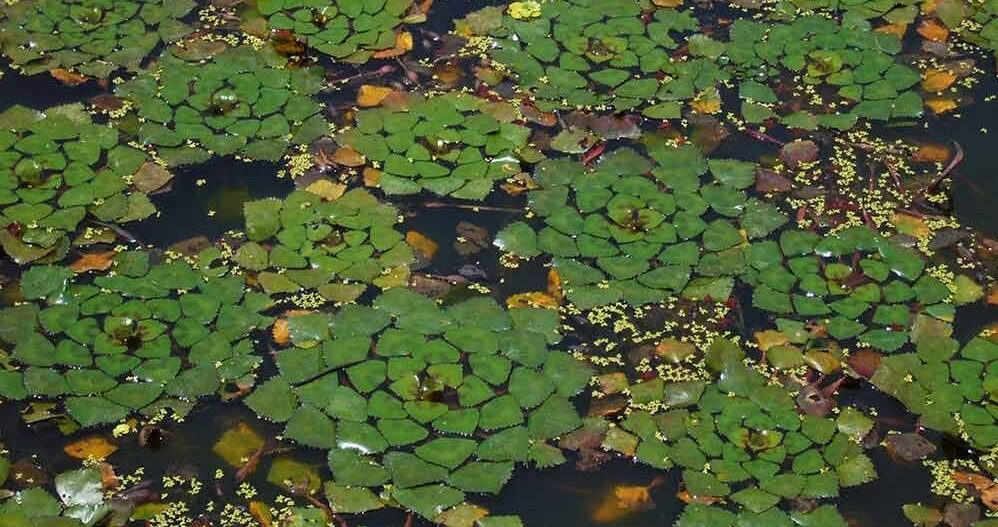 Водяной орех плавающий рогульник чилим чертов орех - купить по низкой цене на Ян