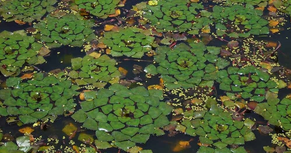 Водный "орех" с роговыми выступами, 5 (пять) букв