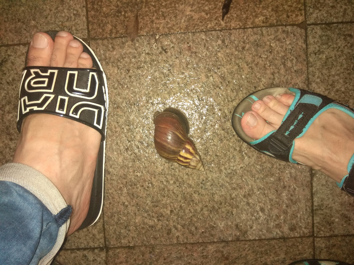 О такую улитку можно даже споткнуться