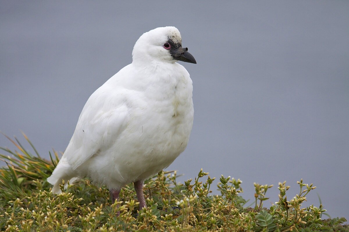 Белая ржанка