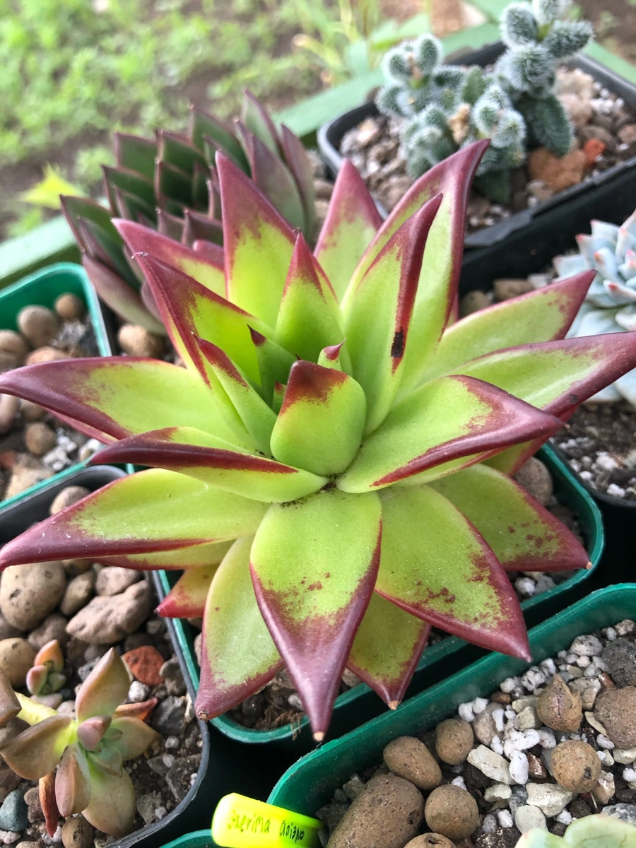 Эхеверия «Липстик»