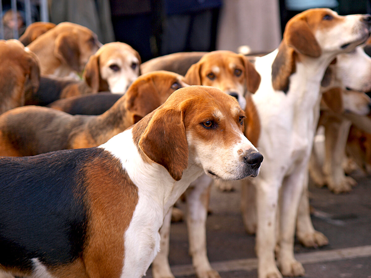 Английские фоксхаунды в своре (Фото: https://www.dailypaws.com/dogs-puppies/dog-breeds/english-foxhound)