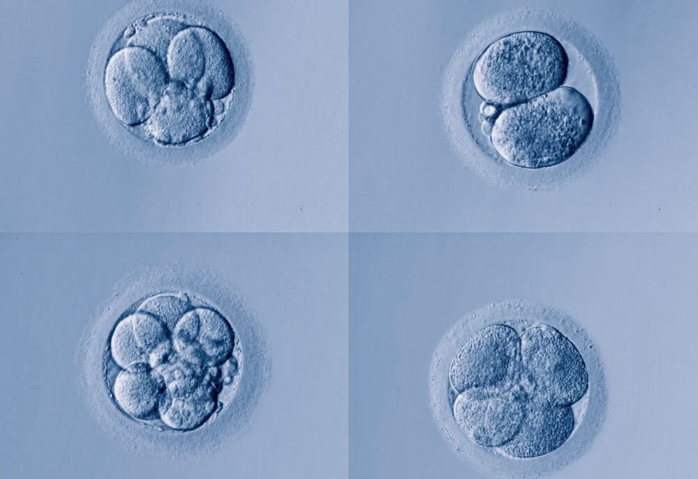 Как прикрепляется эмбрион при ЭКО? Шансы на успешную беременность.