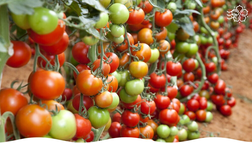 В интернет-магазине «Сады России» представлено более двух сотен сортов и гибридов томатов! Все они, безусловно, заслуживают вашего внимания.