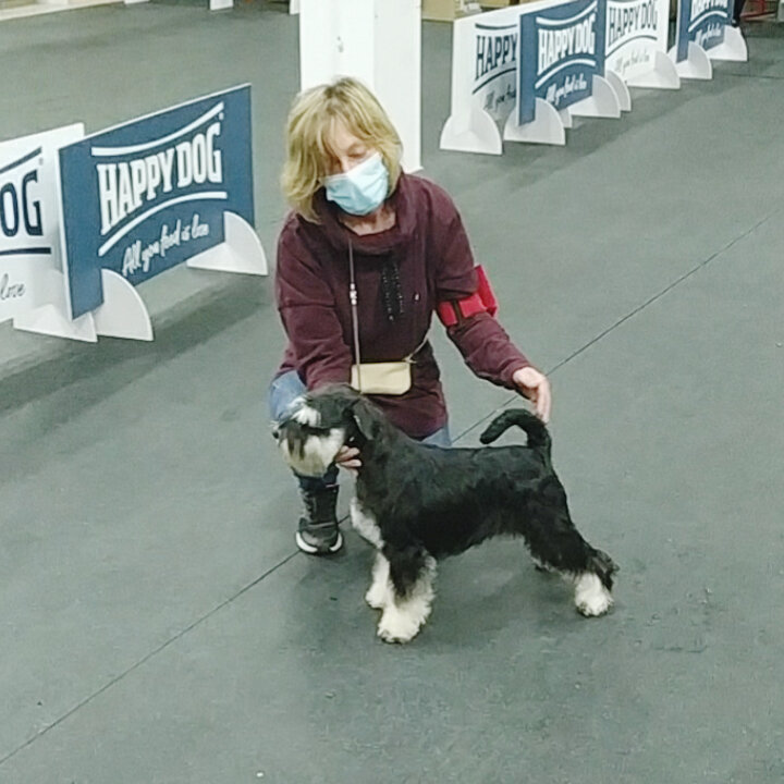 Цвергшнауцер Ронтери Афина Паллада