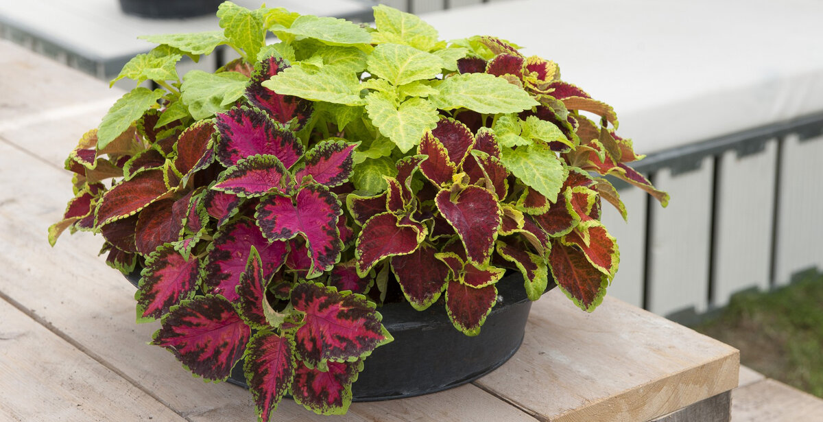 Колеус - важное средство для притягивания взгляда