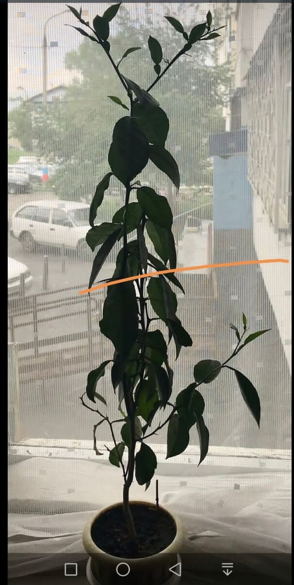 И вот решили его обрезать. Почти по самой оранжевой линии. Может быть тогда зацветёт?