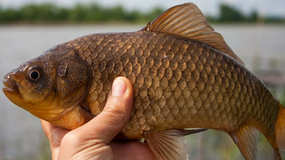 Рыбка перед. Карась мабуна. Карась Речной. Карась Озерный. Карась (Carassius Carassius).