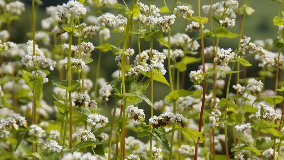 В этот день высаживают гречиху и проводят обряд для ее роста на крапиве. Фото: pxfuel.com 