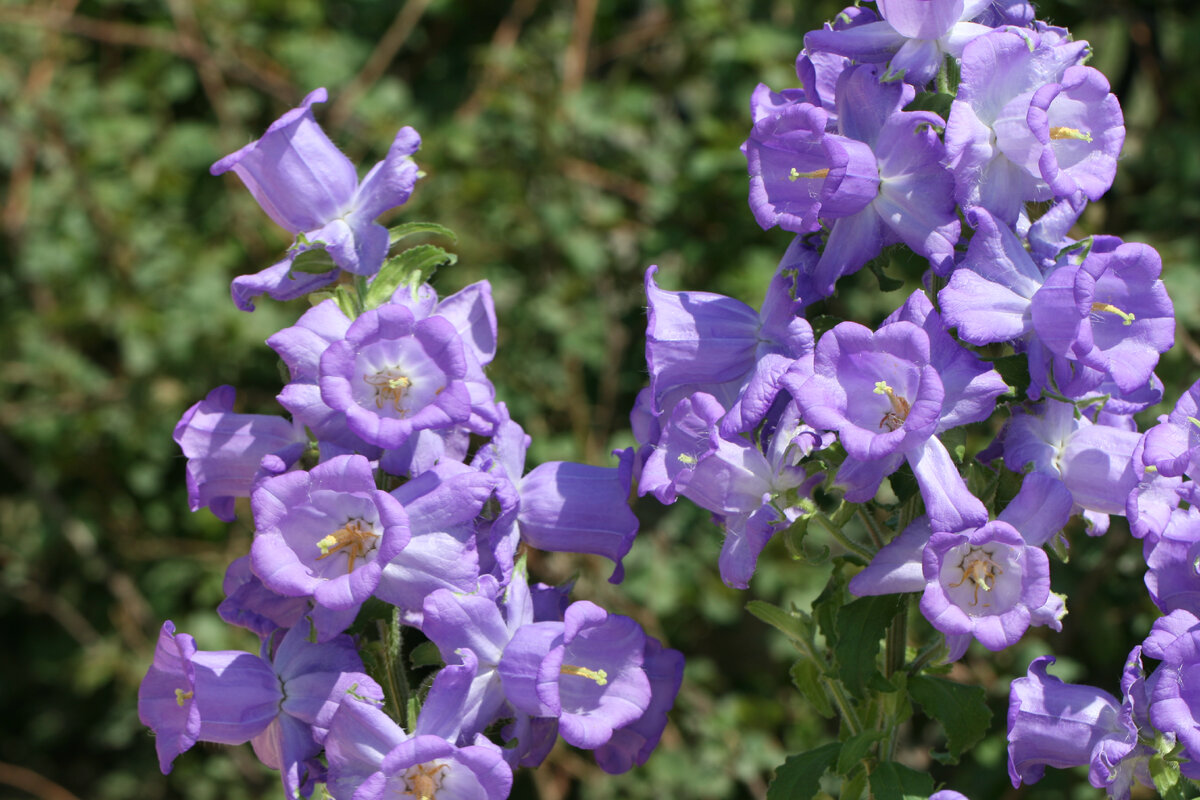 Колокольчик средний – Campanula Medium