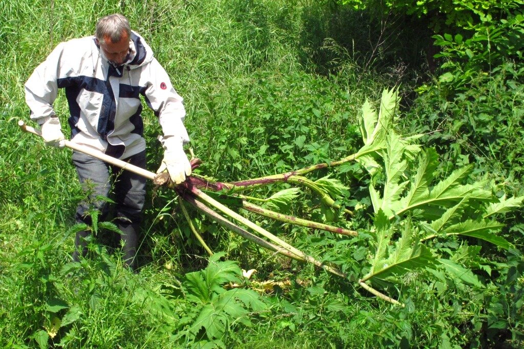 Борщевик на дачном участке. Как избавиться от борщевика на участке самый. Сжигание борщевика сосновского. Борщевик на участке. Как избавиться от борщевика на участке самый.