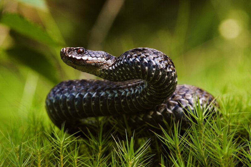 Змеи на участке. Иллюстрация для статьи используется по стандартной лицензии