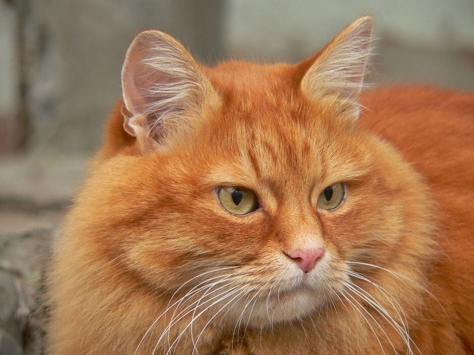фото из интернета