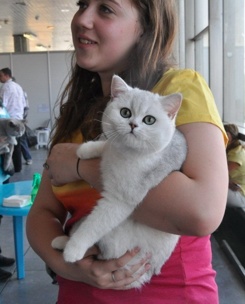 Серебристая шиншилла Kamilla Silver County, котенок