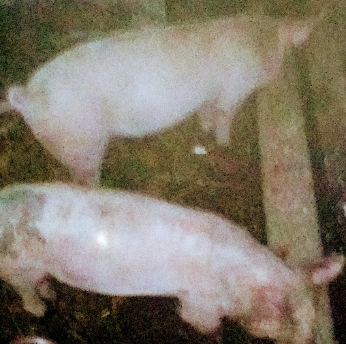 Две девочки,, 