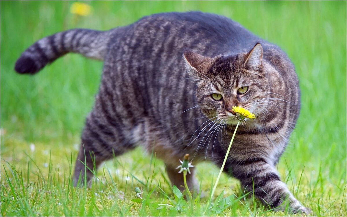 Я не толстый, у меня просто кость пушистая 😼