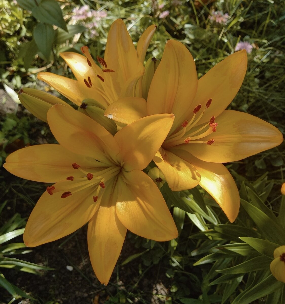 Одна из наиболее стойких лилий в моём саду, ЛА-гибрид, предположительно, Боллрум.